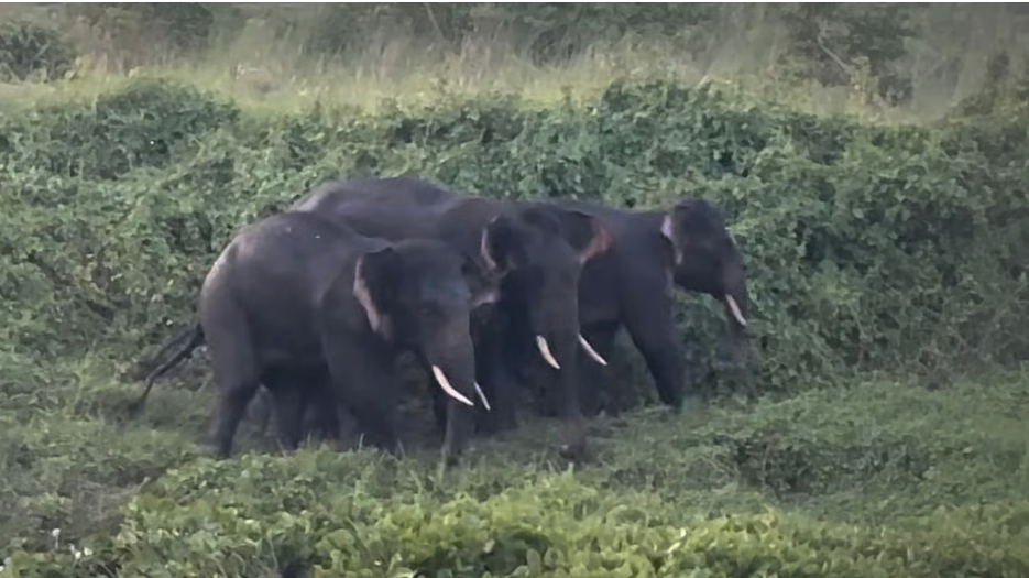 Farmers lament over wild elephant encroachment